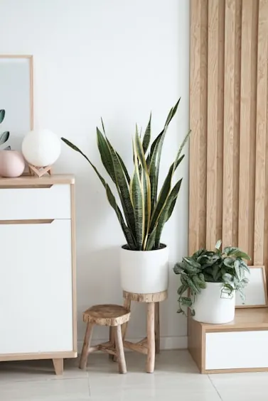 White ceramic planters with snake plants on timber stands beside a fluted panel
